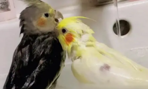 宠物鸟可以洗澡吗
