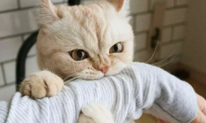 猫咪为什么有时爱咬人