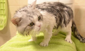 猫咪害怕洗澡正常吗
