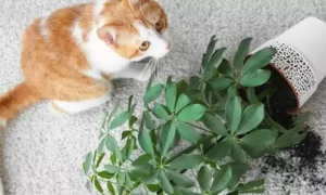 猫不能接触什么植物