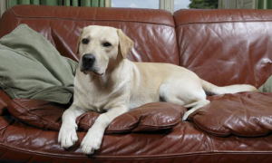 狗狗为什么总是舔皮沙发呢