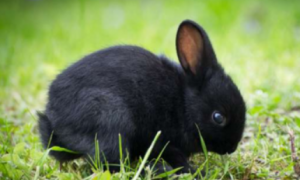黑兔为什么会生白兔