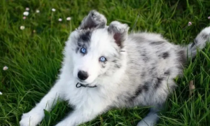 蓝眼睛的狗是什么品种的狗