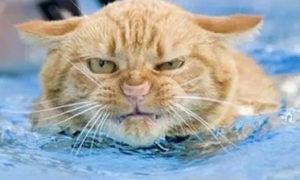 猫咪为什么怕水,怕洗澡