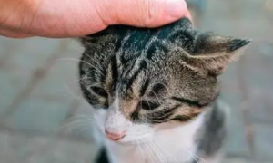 为什么摸猫咪头会舒服