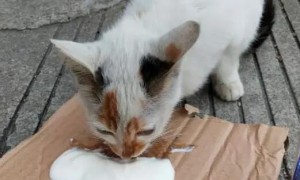 猫咪为什么喂酸奶就拉稀
