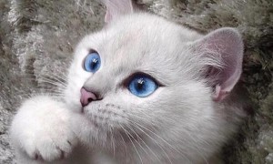 猫咪眼睛比较亮是为什么呢