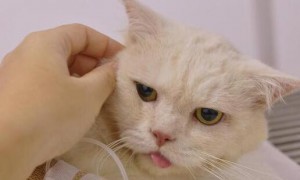 猫咪发烧降温后为什么吐了
