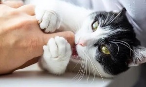 猫咪有什么为什么会咬人呢