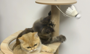 猫咪为什么喜欢玩羽毛球