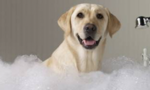 狗狗为什么讨厌洗澡