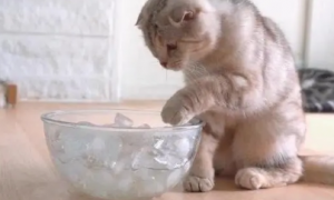 猫咪为什么好吃冰块呢