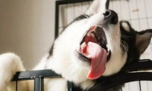 为什么冬天狗狗也伸舌头呢