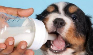 狗狗一天喝多少羊奶粉合适