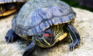 什么海龟可以家养