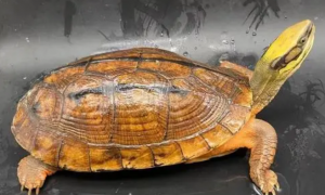 金头龟多少钱一斤