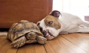 狗和乌龟共性