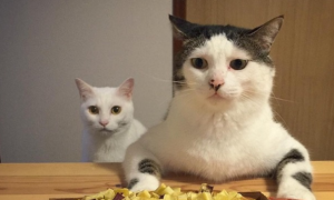 为什么猫咪喜欢叫人陪吃饭呢