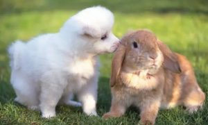 兔子和狗能一起玩吗