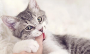 为什么说猫咪会乱咬东西呢