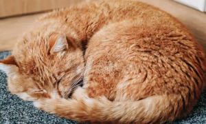 为什么猫咪睡觉蜷缩身体