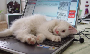 猫咪喜欢到电脑上去是为什么