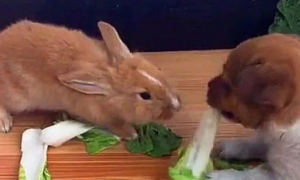 狗会吃兔子吗?