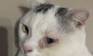 为什么猫咪眼角流泪呢