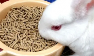 幼兔一次喂多少兔粮