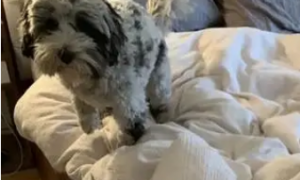 狗狗为什么会一直舔我的床单