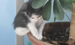 为什么猫咪会挖花盆