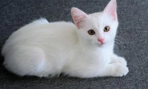 白色的中华田园猫稀有吗