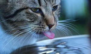 猫咪为什么要节约水分