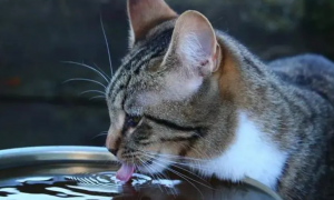 猫咪老是要喝水是为什么