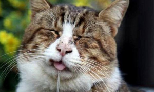 猫咪一直张嘴流口水是为什么