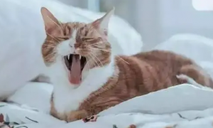 猫咪张嘴喘气是应激反应吗