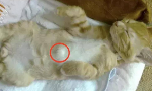 猫咪肚子里有肿瘤是什么样子