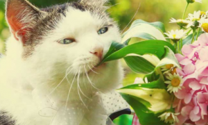 猫咪为什么老爱啃花草的原因