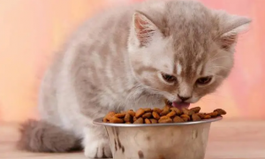 小猫一天喂几次猫粮