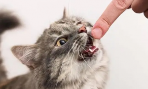 猫咪真咬和假咬区别