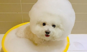 一个月的小狗怎么洗澡