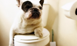 为什么狗狗喜欢蹲在厕所