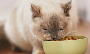 猫什么都吃正常吗