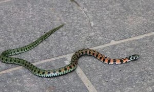 广东颈槽蛇有没有毒
