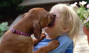 为什么大狗狗喜欢舔人脸呢怎么回事