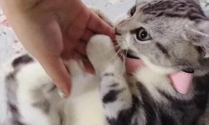 猫咪为什么会互相抓咬人呢