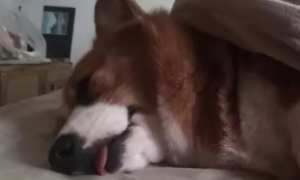 狗狗睡觉吐舌头是为什么呢