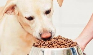 怎么给狗做粮食