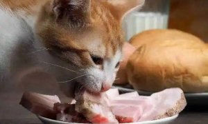 猫咪能吃为什么不长肉呢