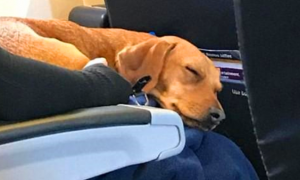 飞机上狗狗为什么睡得很死呢
